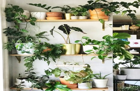 Indoor Plant Stands