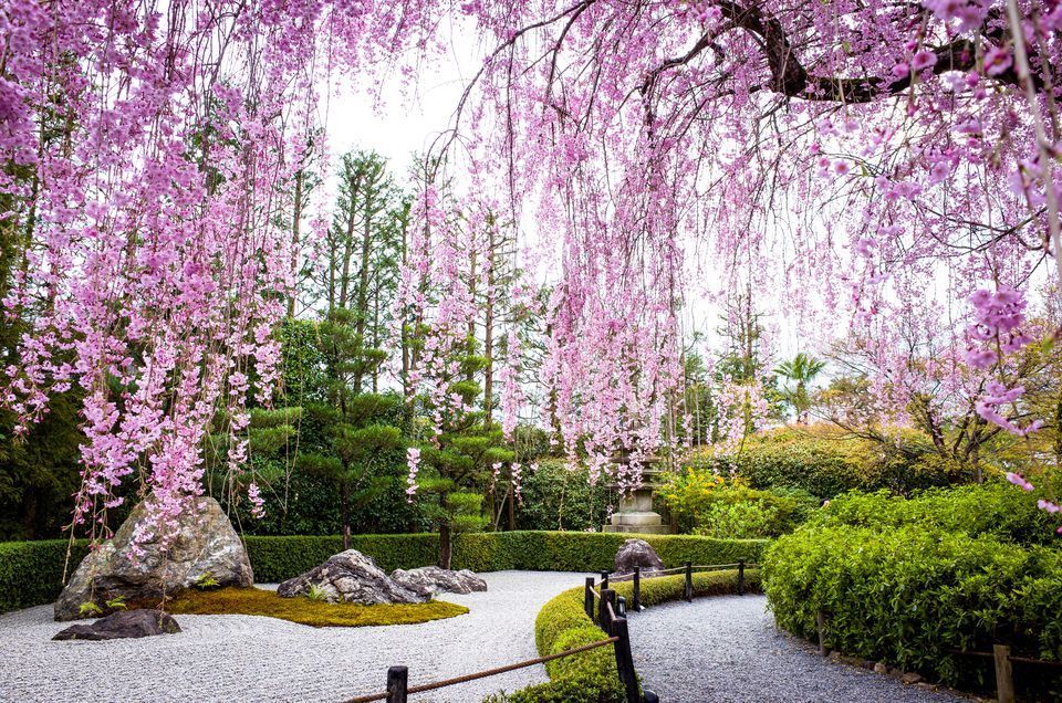 Japanese Garden Cherry Plants