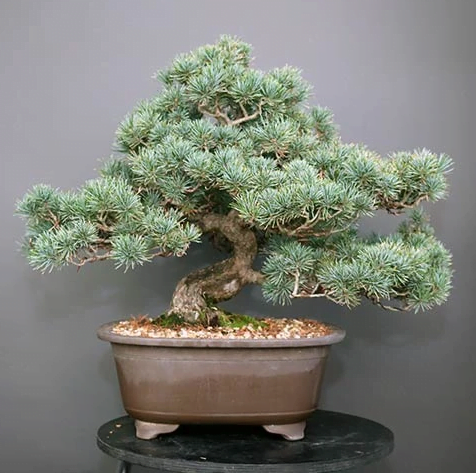 Japanese White Pine Bonsai
