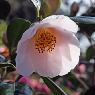 Japonica Apple Blossom Camellia