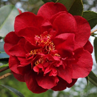 Japonica Bob Hope Camellia