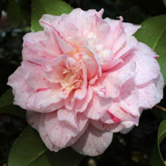 Japonica Carter's Sunburnt Camellia