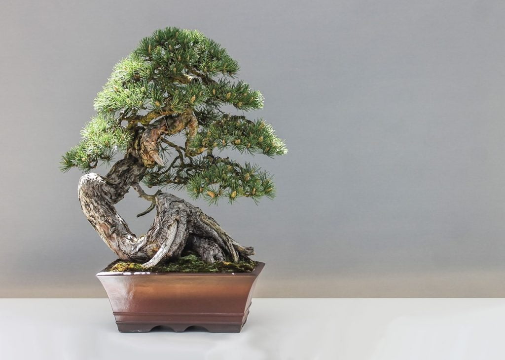 Juniper Bonsai Trees