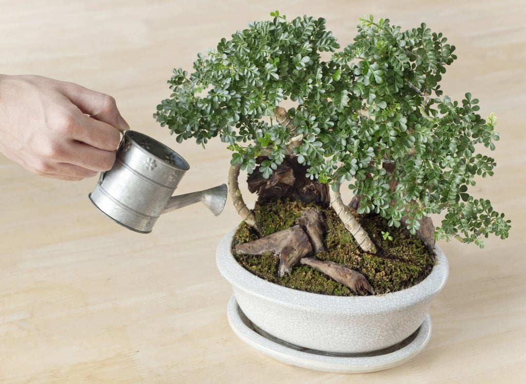 Watering Bonsai Trees