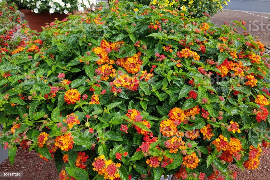 Lantana Camara