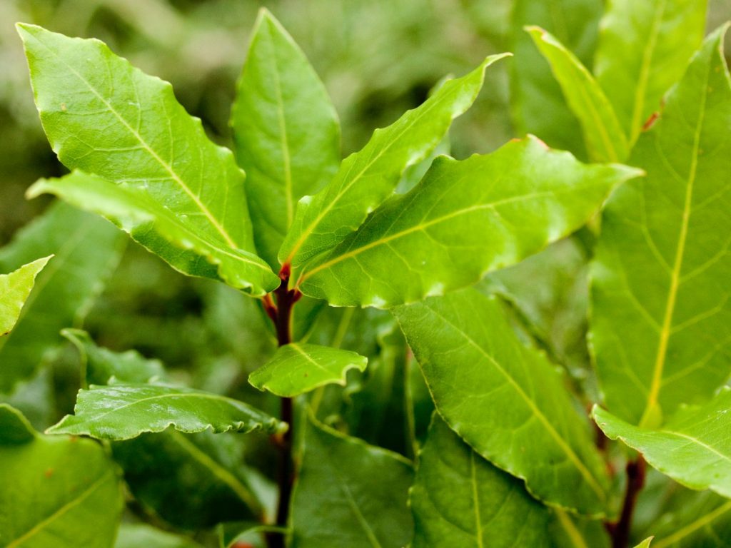 Laurus Nobilis