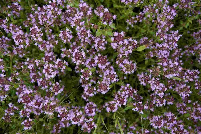 Lemon Thyme