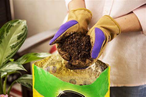 Non-Organic Potting Soil