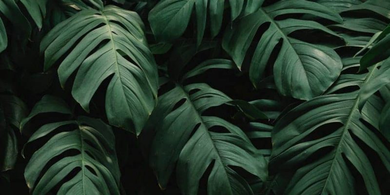 Philodendrons varieties and the type of care you need to take to grow them!