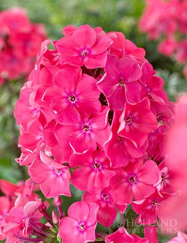 Phlox