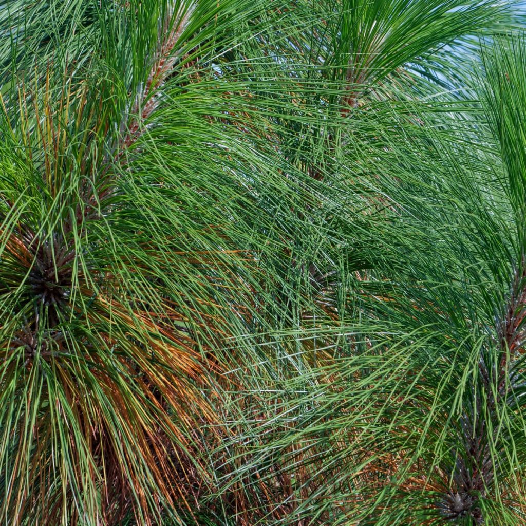 Pine Needles