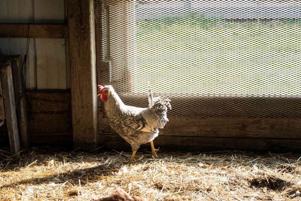 Portable Chicken Coop