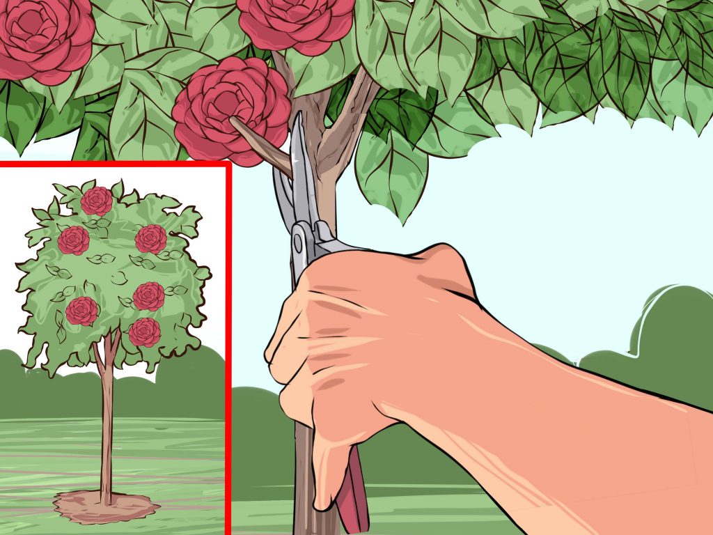 Pruning Camellias for Health and Disease Resistance