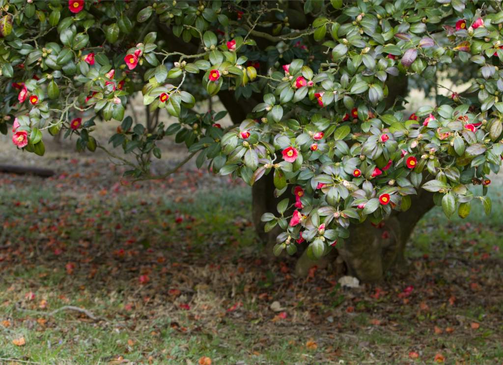 Pruning Camellias