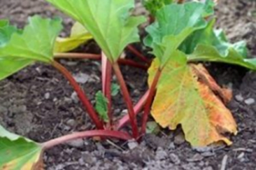 Rhubarb Plant