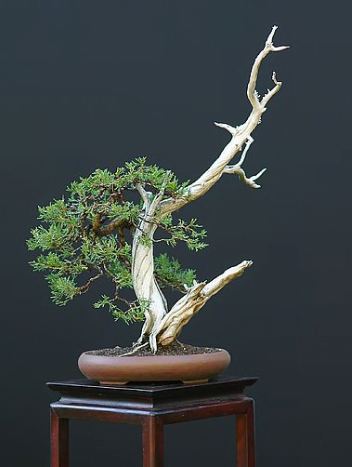 Rocky Mountain Juniper