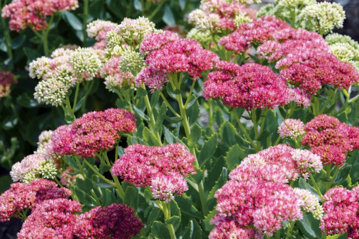 Sedum