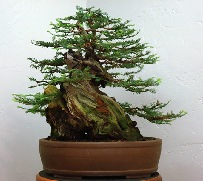 Sequoia Bonsai Plant