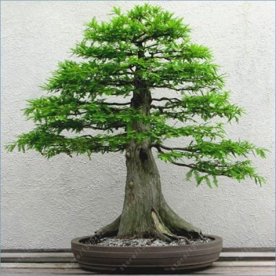Sequoia Bonsai Tree - Everything You Need to Know - Organize With Sandy