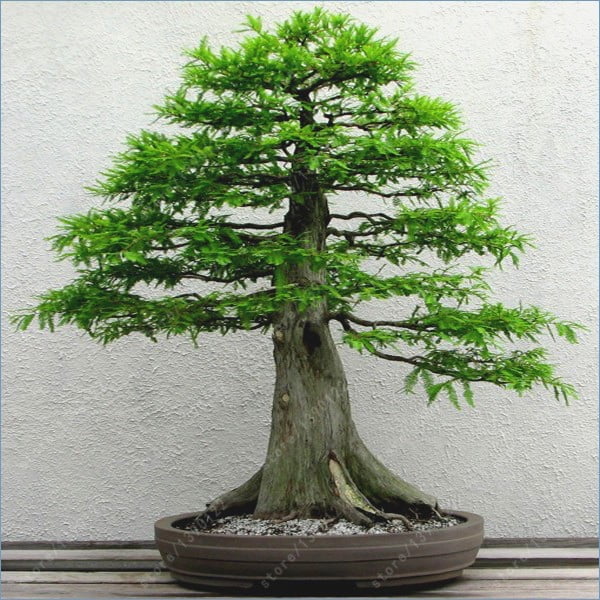 Sequoia Bonsai Tree
