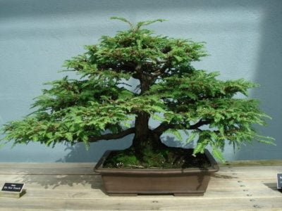 Sequoia Bonsai Tree - Everything You Need to Know 
