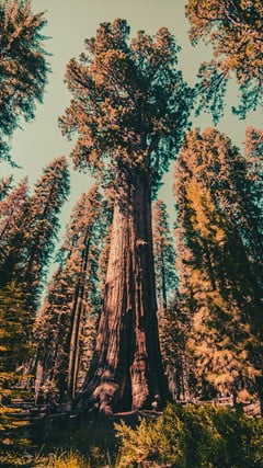 Sequoia Bonsai Tree