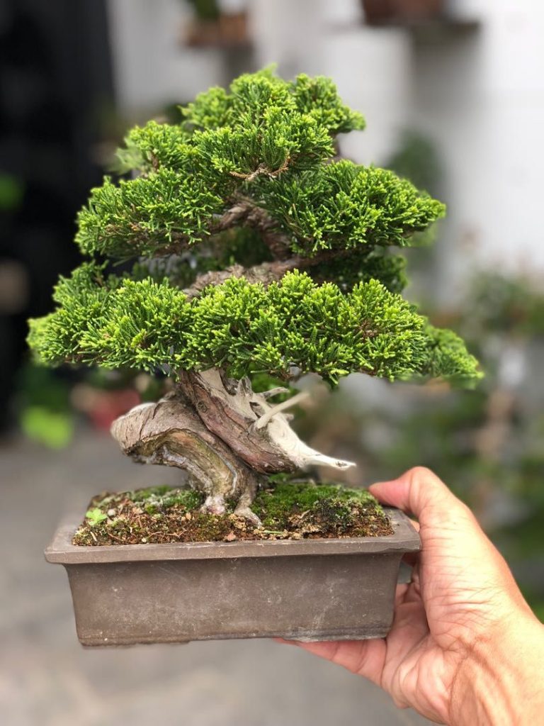 15 Smallest Bonsai Trees You Can Grow Indoors and Outdoors - Organize ...