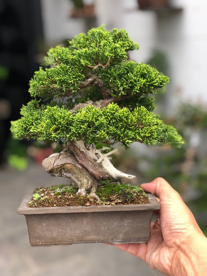 15 Smallest Bonsai Trees You Can Grow Indoors And Outdoors - Organize 