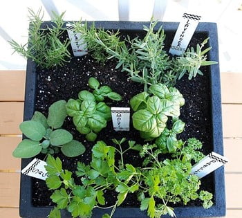 Simplified labeled Indoor Herb Garden Idea