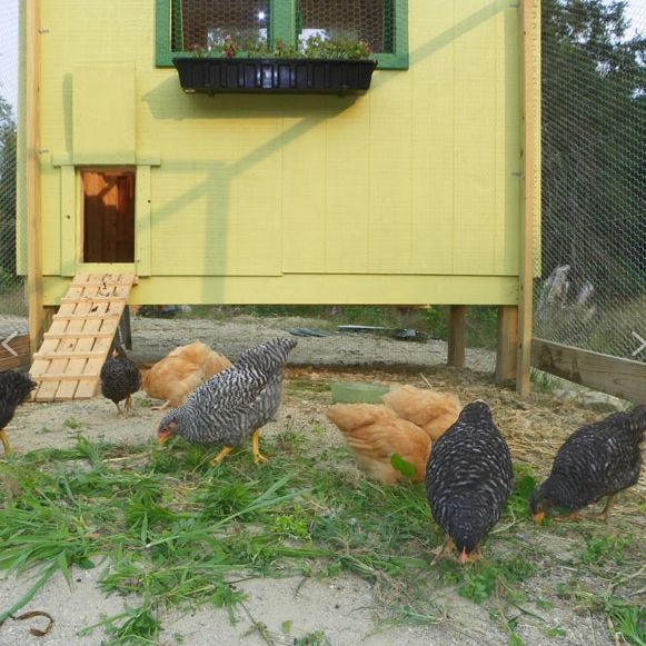 Small Cute Chicken Run Plan