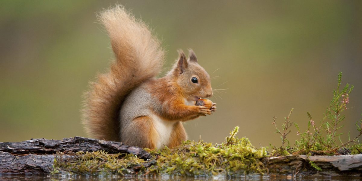 What Should Be Offered Grey Squirrels to Eat - Organize With Sandy