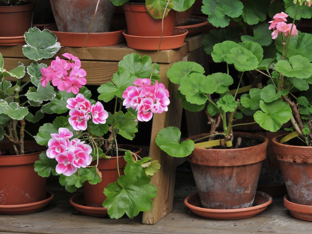 Stored Geraniums in Pots during Spring