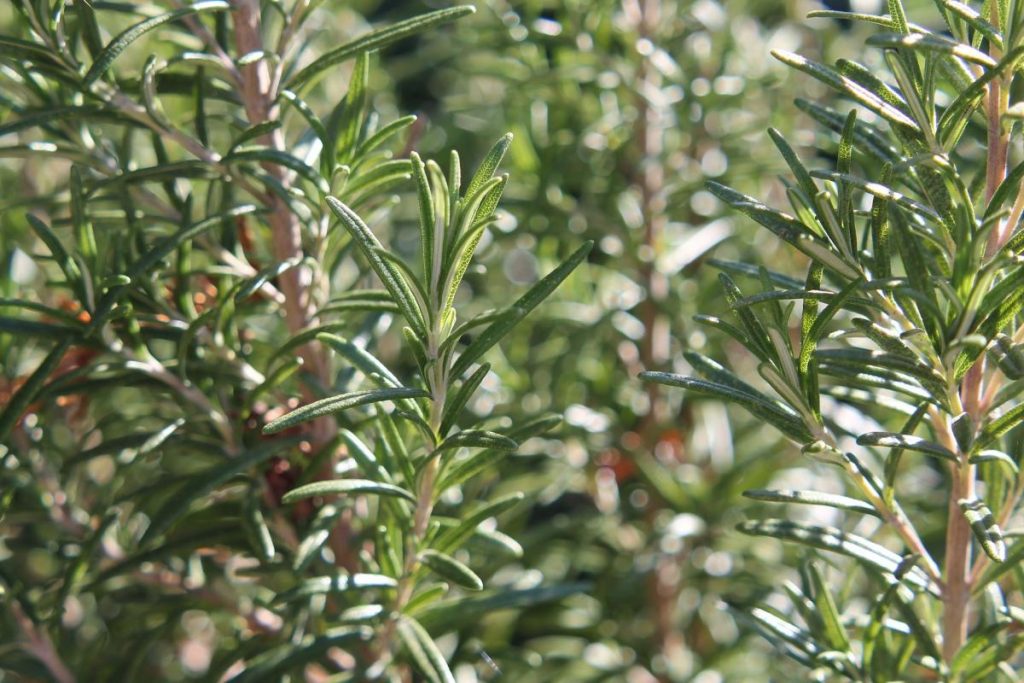 Taking Care of Rosemary Plant