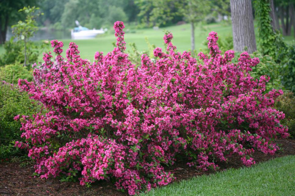 Tall Blooming Hedges