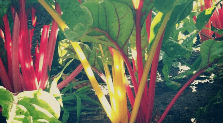 7 Best Places to Buy Vegetable Seeds Online Organize With Sandy