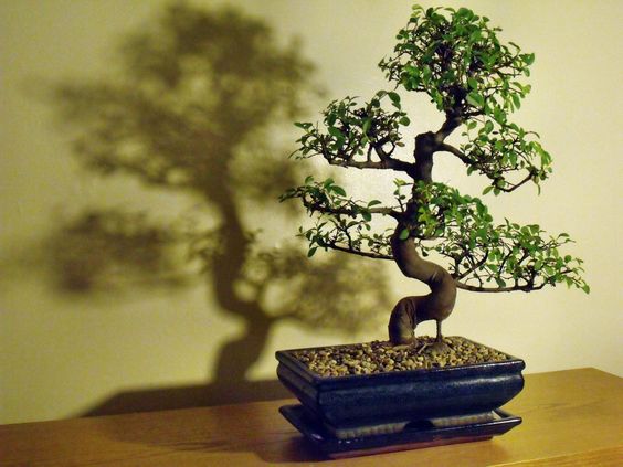 The Chinese Elm