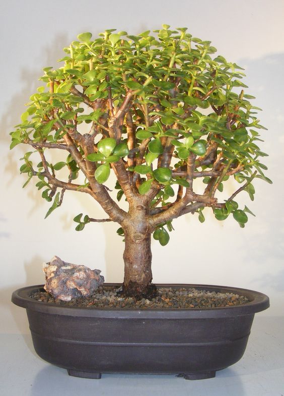 The Jade Bonsai