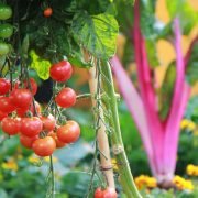 Tips on How You Can Grow Your Tomatoes