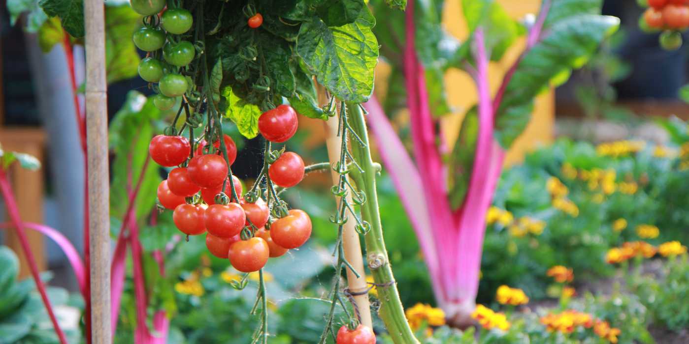 9 Easy Tomato Growing Tips: Detailed Guide - Organize With Sandy