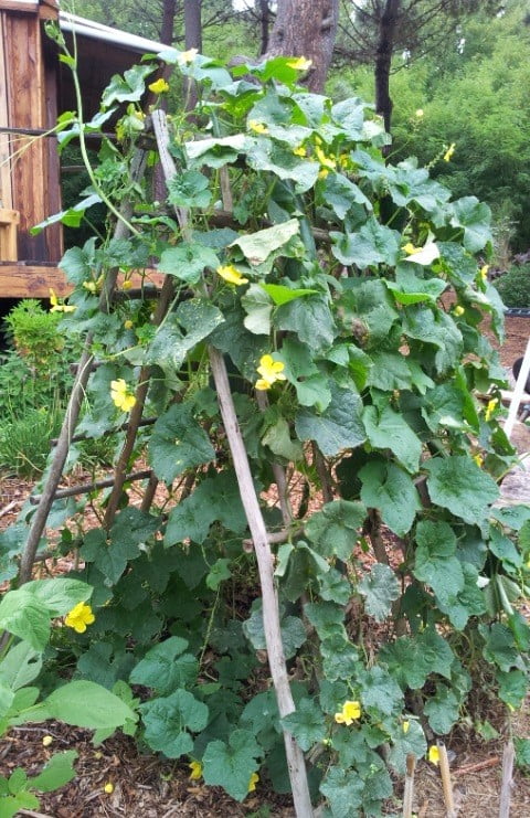 Triangular Planter for Farming