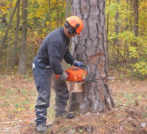 Using Chainsaw on Tree