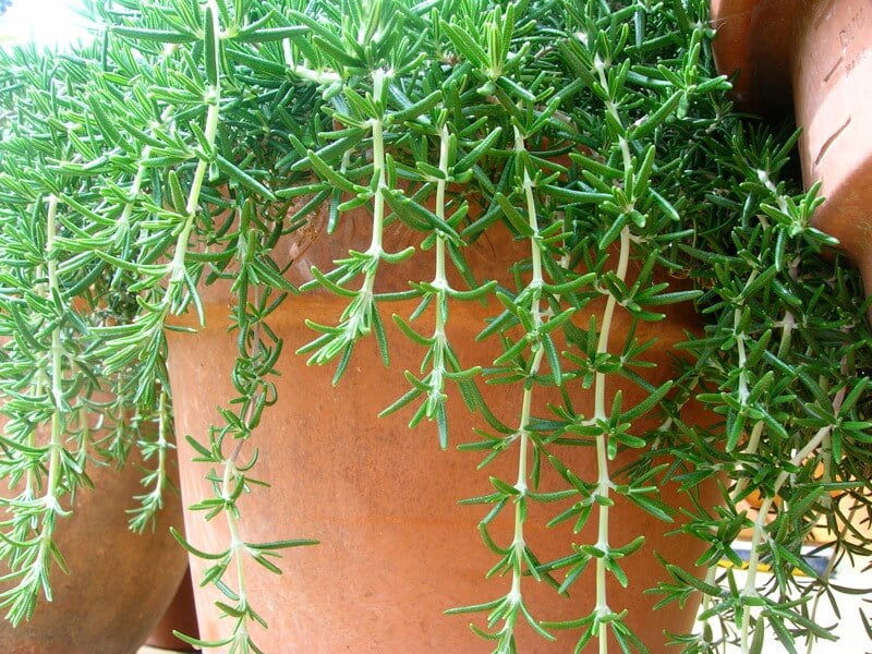 Watering Rosemary Plant
