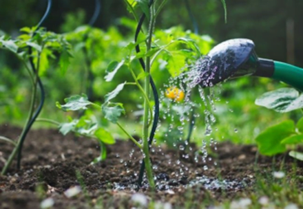 Watering Tomato