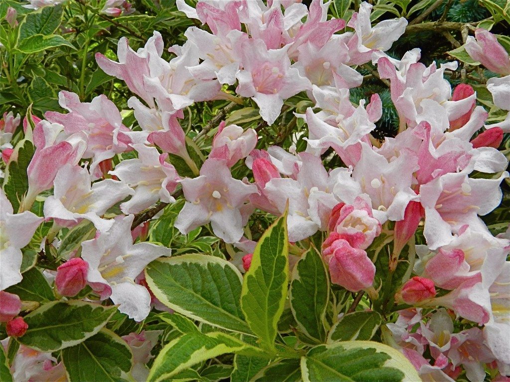 Weigela