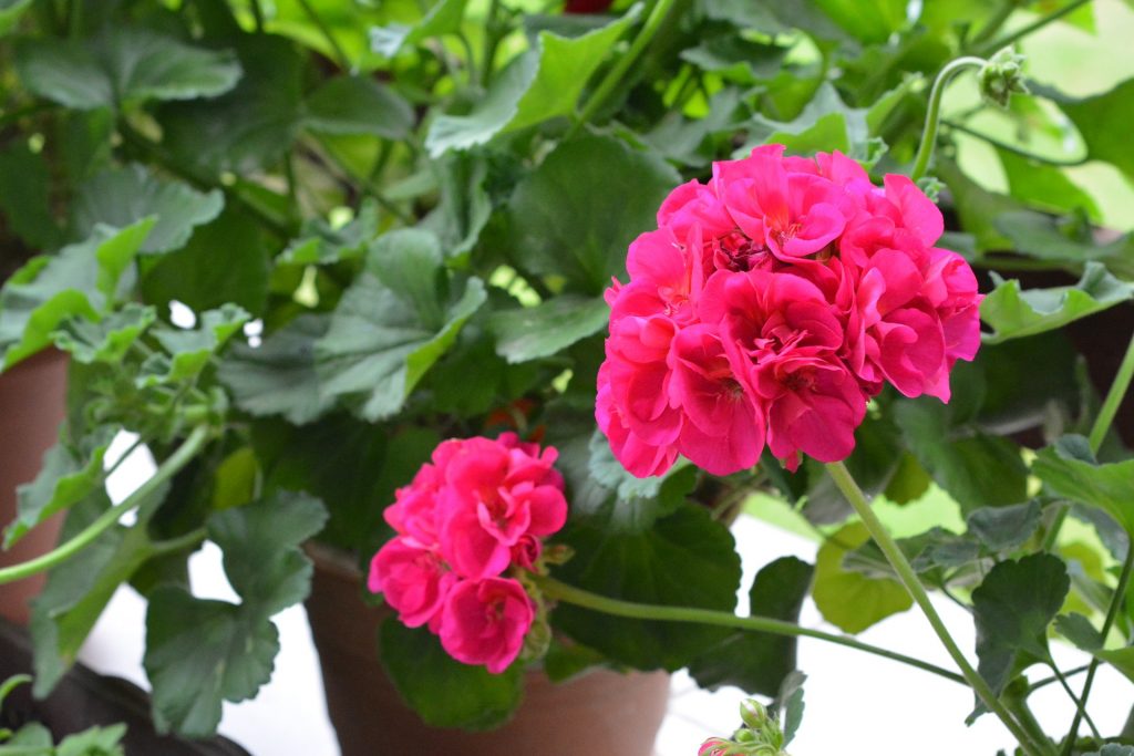 What are Geraniums