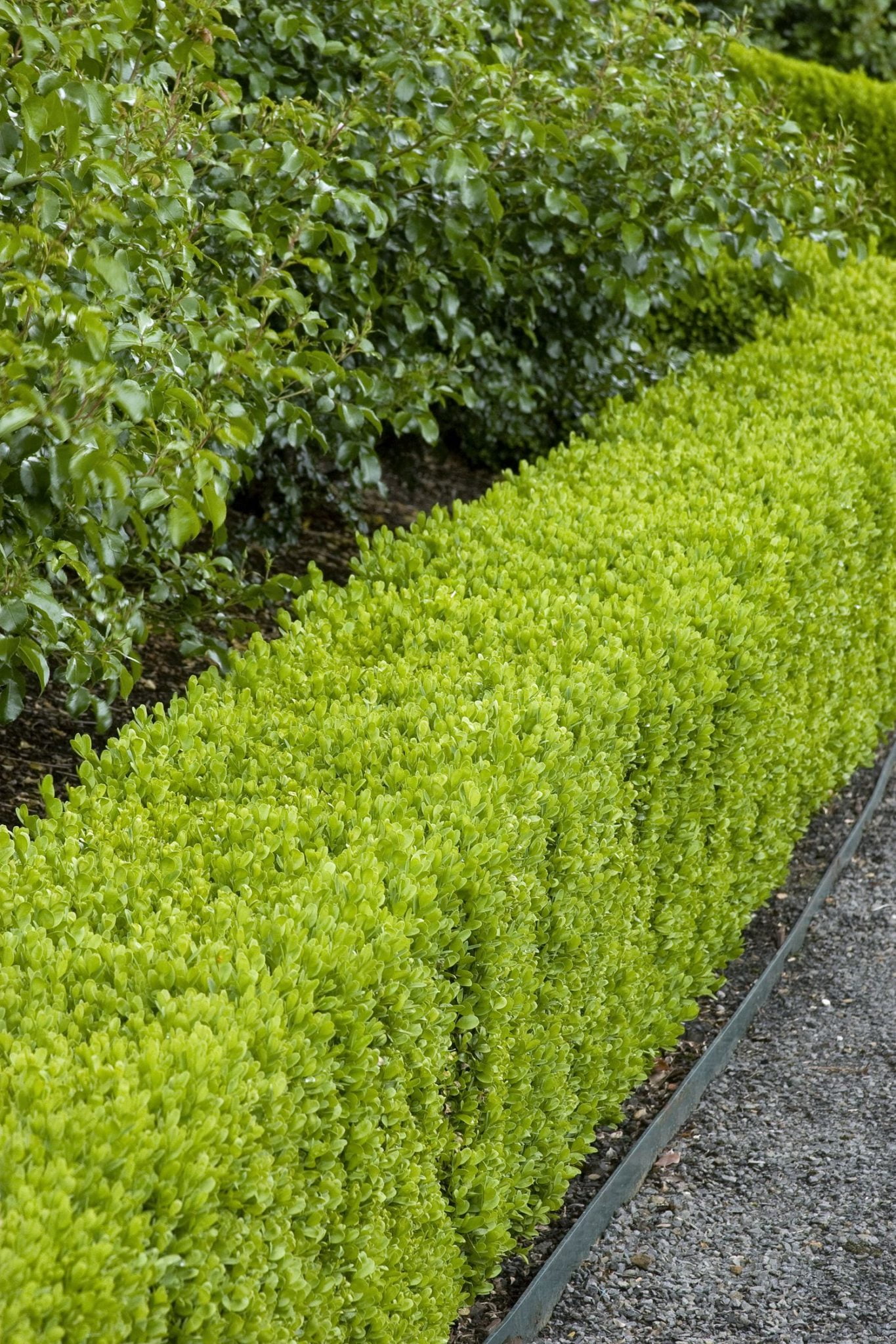 24 Best Flower Hedge Ideas 17 is Our Favorite! Organize With Sandy