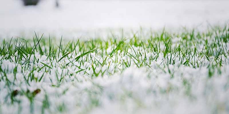 Winter Lawn Care Tips to Keep Your Lawn Healthy and Green! 