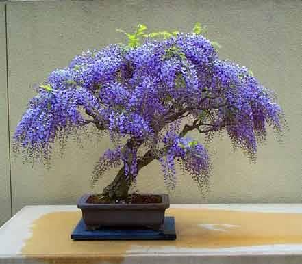 Wisteria Bonsai