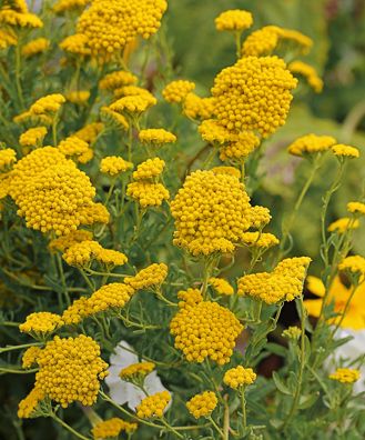 Yarrow