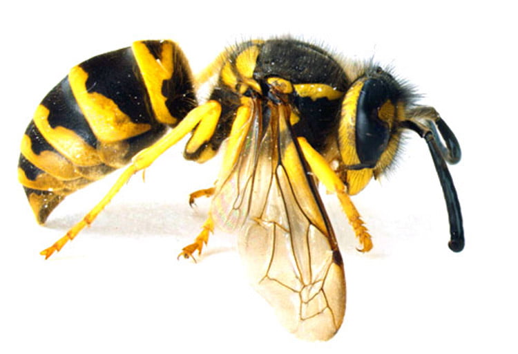 What Are Yellow Jackets and How to Get Rid of Them? Organize With Sandy